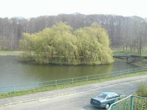 Image Image